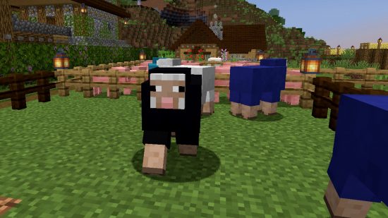 Minecraft mobs: A black Minecraft sheep walks towards the player, with a white and blue sheep behind it.